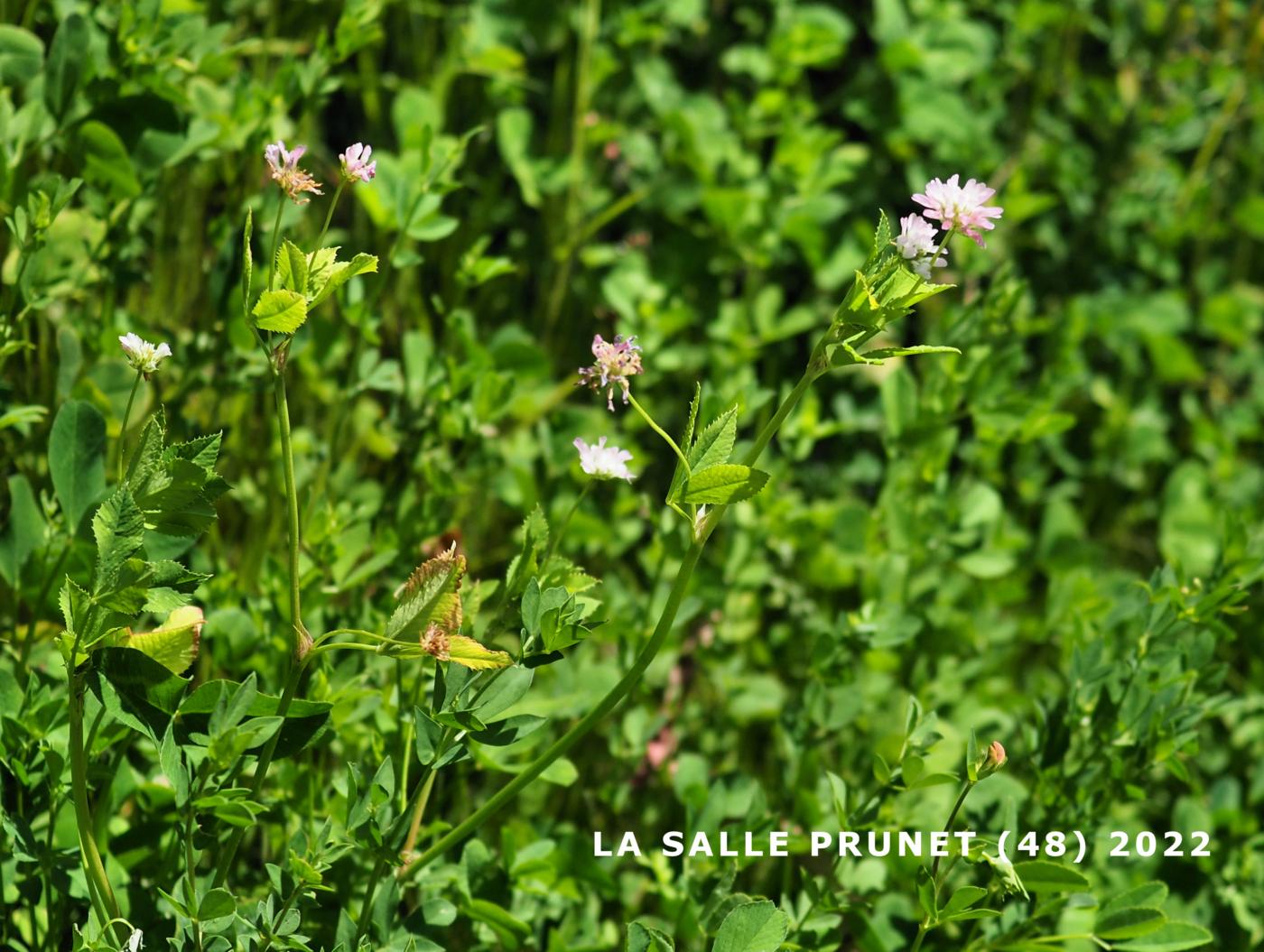 Clover, Persian plant